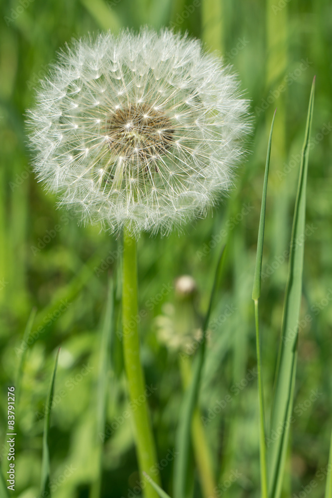 Fototapeta premium Löwenzahn, Pusteblume, 