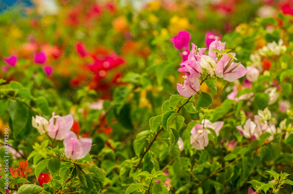 The Beautiful Plants and Foliage of Thailand The Beautiful Plants and Foliage of Thailand