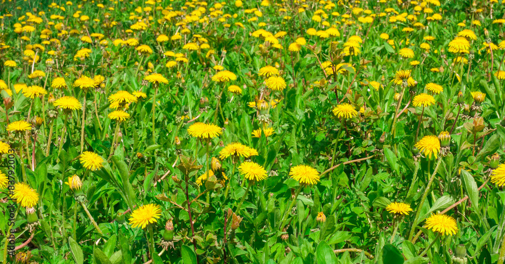 Yellow dandelion flowers with leaves Yellow dandelion flowers with leaves