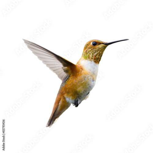 Photo hummingbird in flight