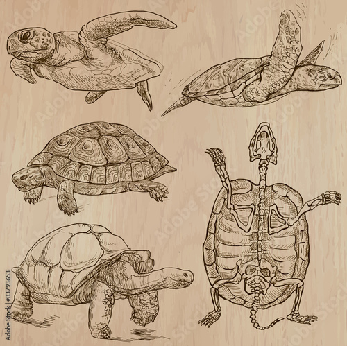 Turtles - An hand drawn vector pack