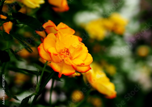 ハッピーマザーズデイ