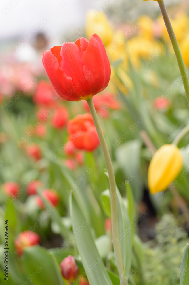 Beautiful bouquet of tulips, tulips in spring,colourful tulips. Beautiful bouquet of tulips, tulips in spring,colourful tulips.