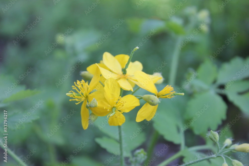 yellow flower of summer yellow flower of summer