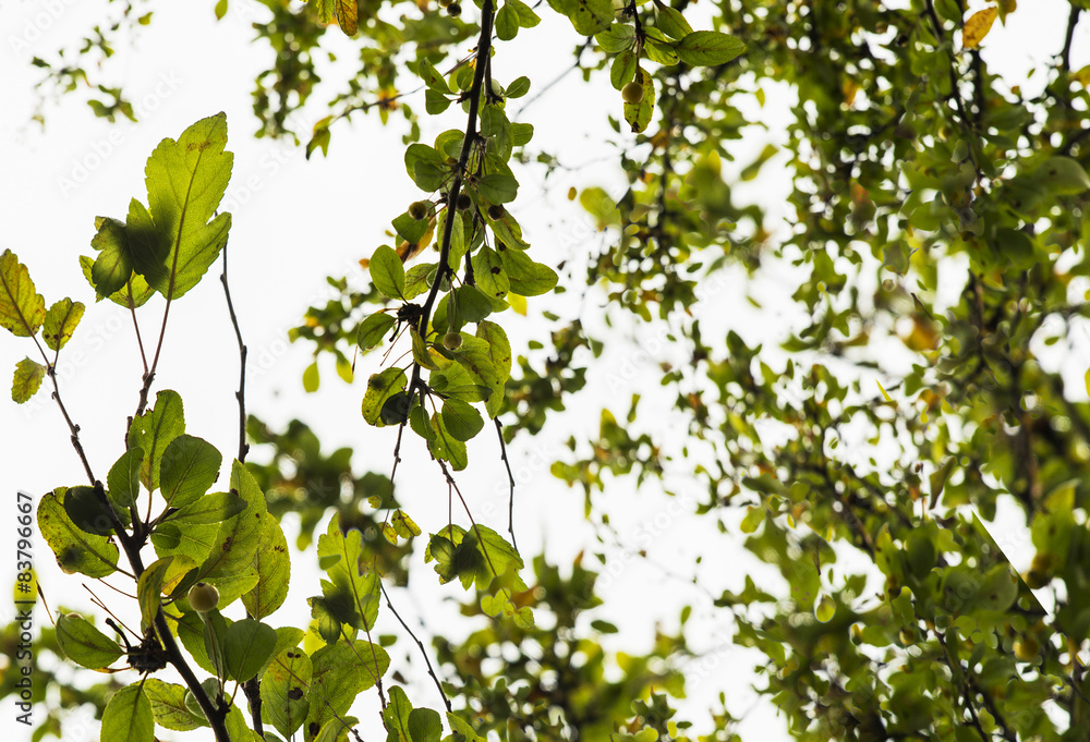 Fototapeta premium Beautiful green leaves on white background