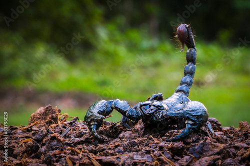 Scorpions in the forest, can harm humans.