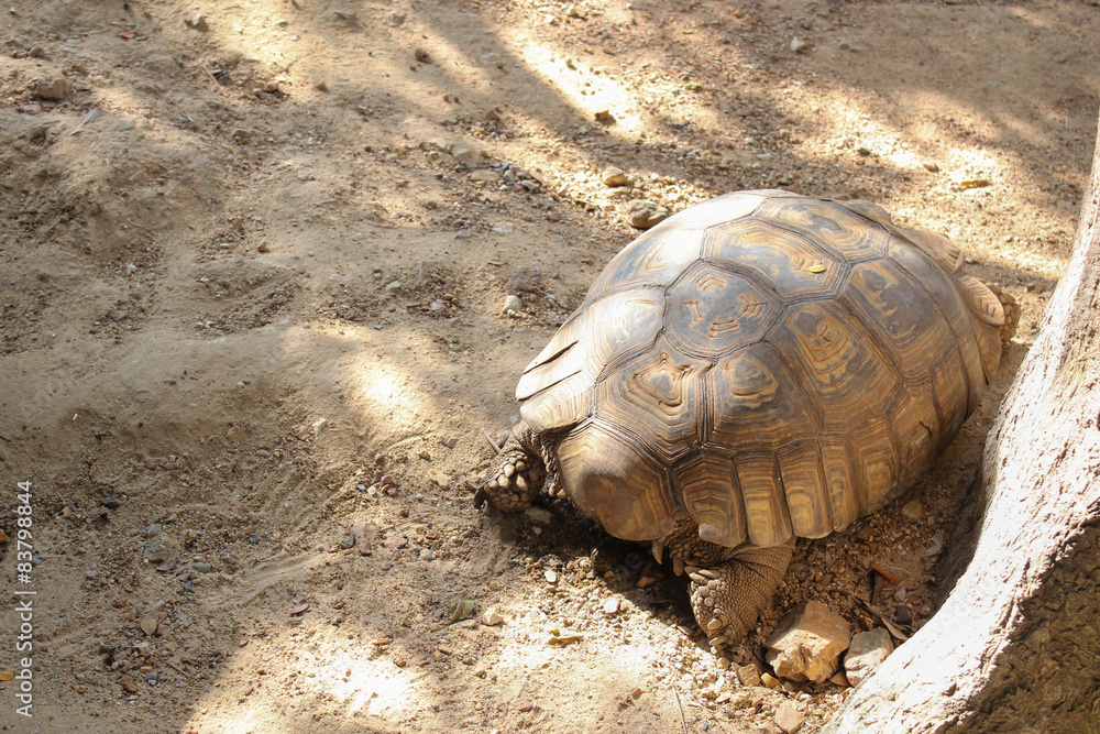 Obraz premium big tortoise walk on park