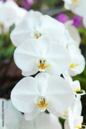 flowers of white orchids