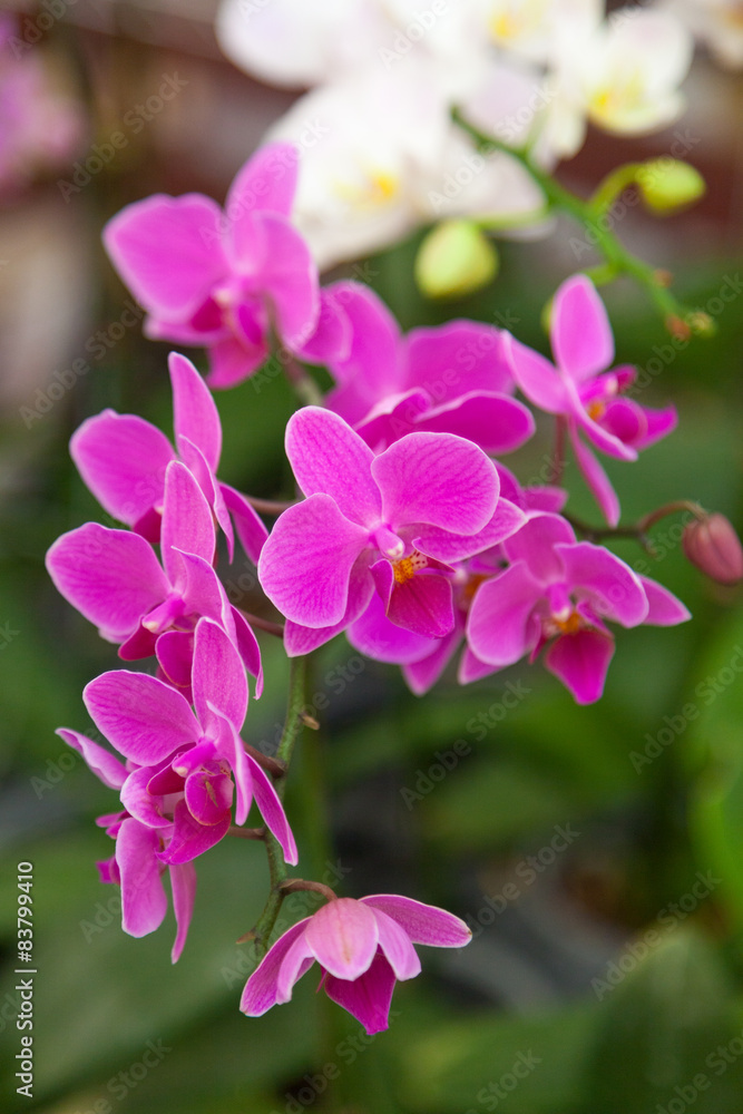 orchid flowers orchid flowers