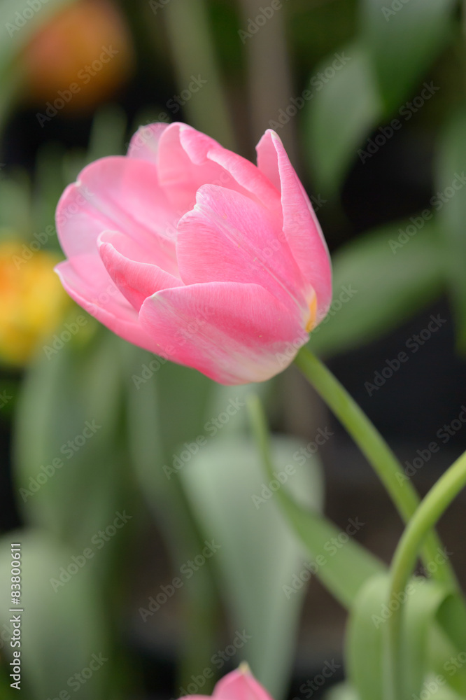 Beautiful bouquet of tulips, tulips in spring,colourful tulips. Beautiful bouquet of tulips, tulips in spring,colourful tulips.