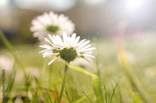 Fototapeta Naklejka Na Ścianę i Meble -  Gänseblümchen im Gegenlicht