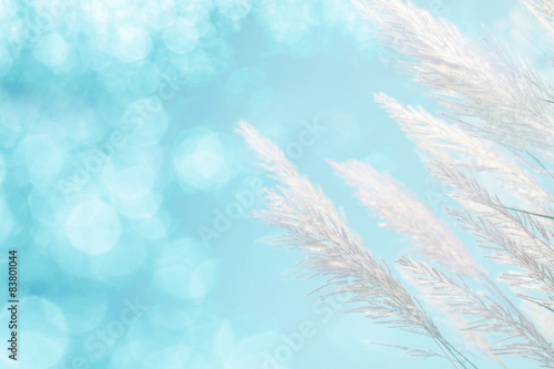 soft focus of cool blue lighting softness Feather Grass