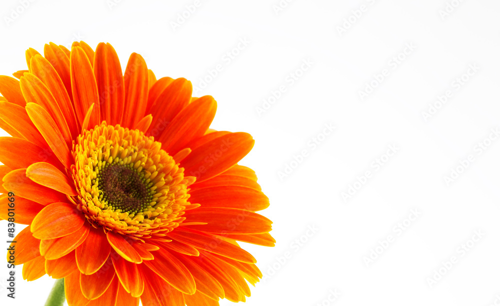 Orange gerbera daisy flower isolated on a white background. Orange gerbera daisy flower isolated on a white background.