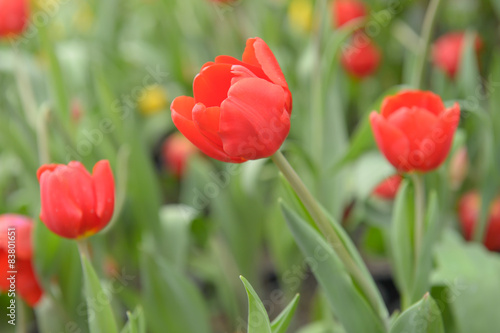 Beautiful bouquet of tulips  tulips in spring colourful tulips.