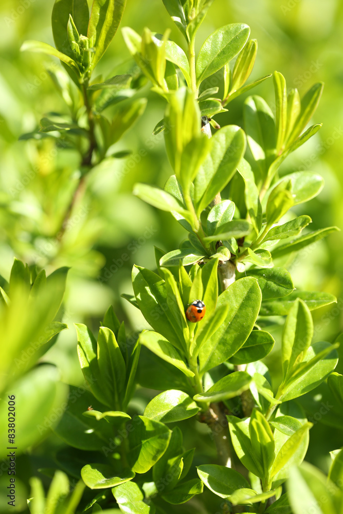 Obraz premium Beautiful spring leaves, close up