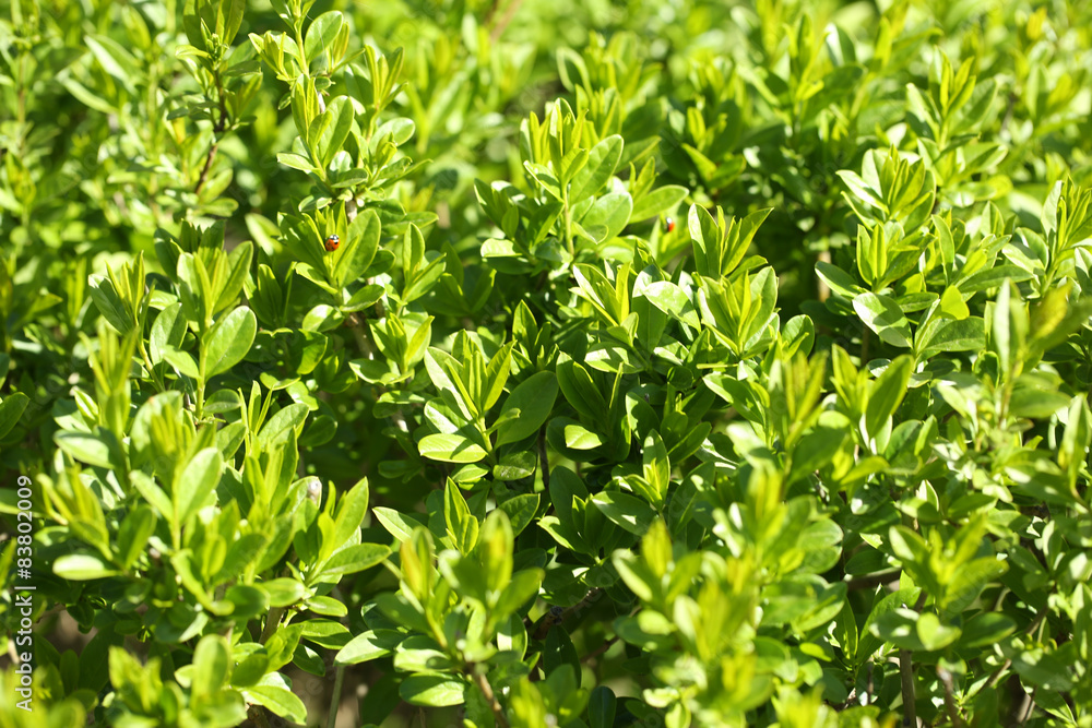 Beautiful spring leaves, close up Beautiful spring leaves, close up