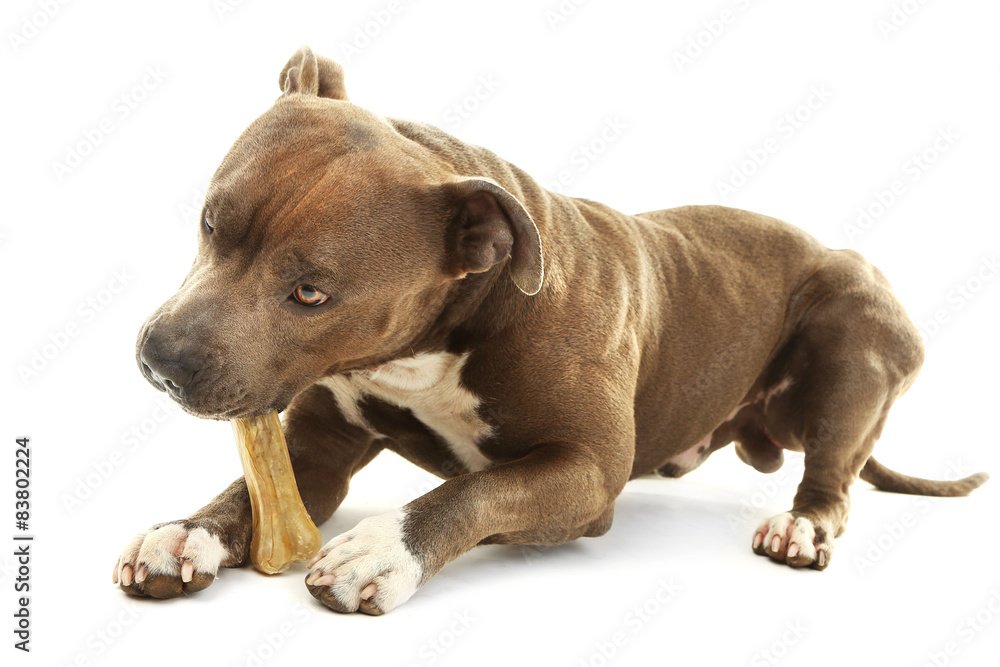 American Staffordshire Terrier with bone isolated on white American Staffordshire Terrier with bone isolated on white