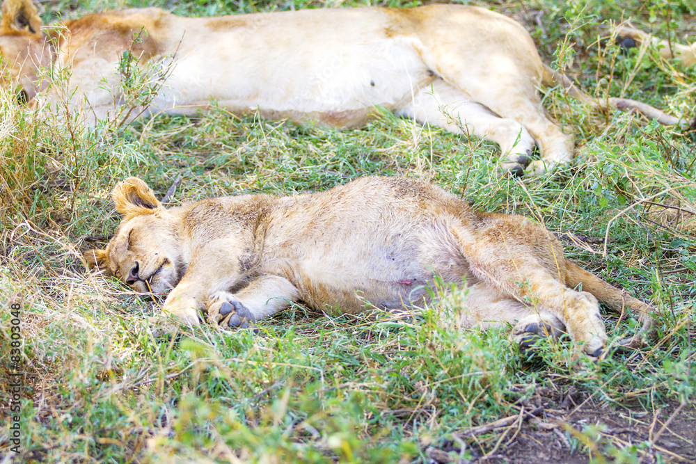 Cute lion cub sleeps on the back after meal Cute lion cub sleeps on the back after meal