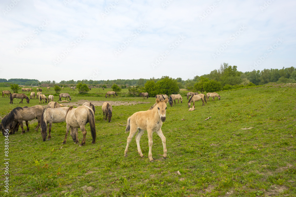 Herd of Konik horses in the wilderness in spring Herd of Konik horses in the wilderness in spring