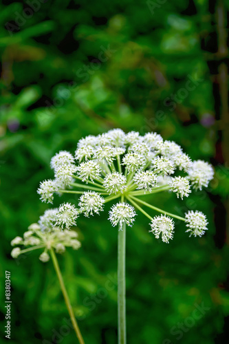 Cicuta virosa