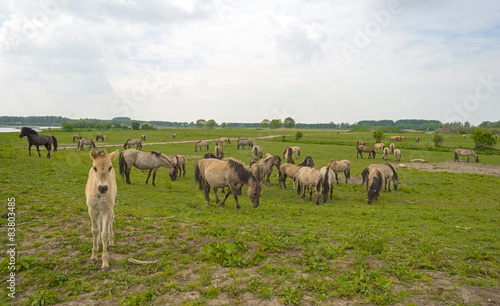 Herd of Konik horses in the wilderness in spring © Naj