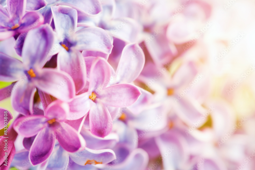 Purple spring lilac flowers blooming close-up. Purple spring lilac flowers blooming close-up.