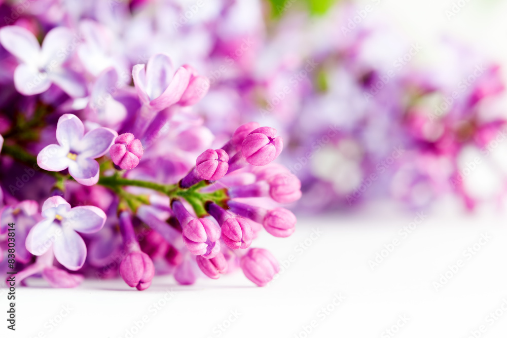 Young spring lilac flowers blooming. On white