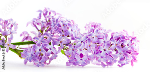 Spring lilac flowers blooming. Isolated on white, banner.