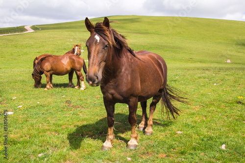 Cavalli tra le verdi colline dell'umbria