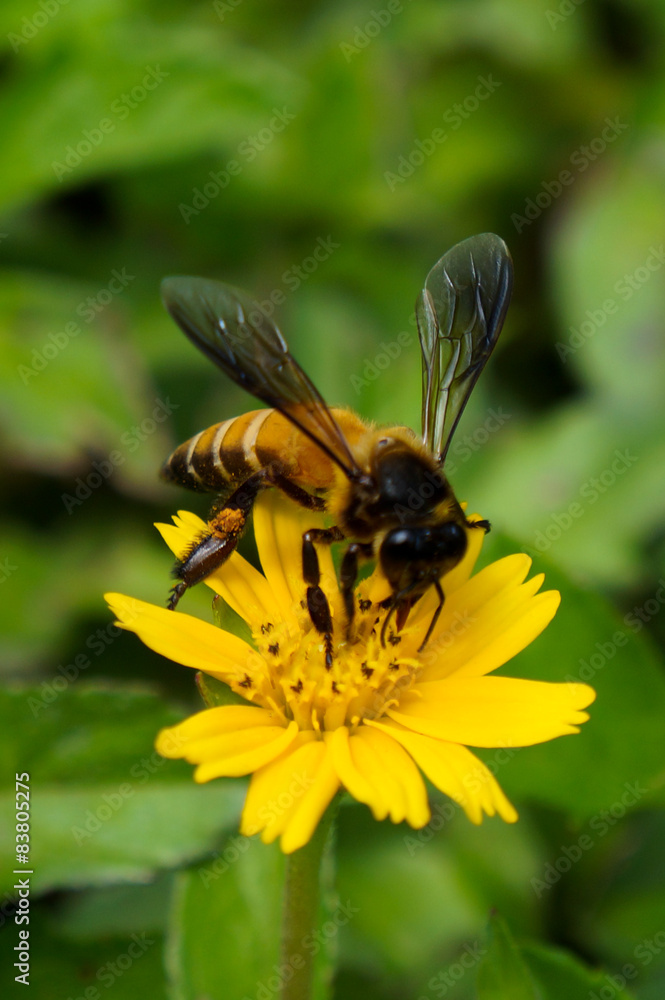 A Bee collecting Nectar on the Flower A Bee collecting Nectar on the Flower