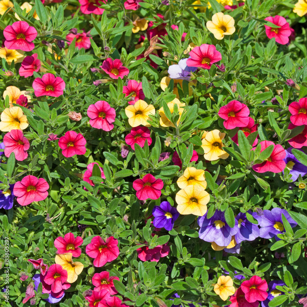 Petunien - Petunia Petunien - Petunia