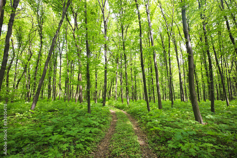 Fototapeta premium Forest