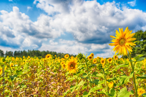 Close-up of sun flower against a blue sky