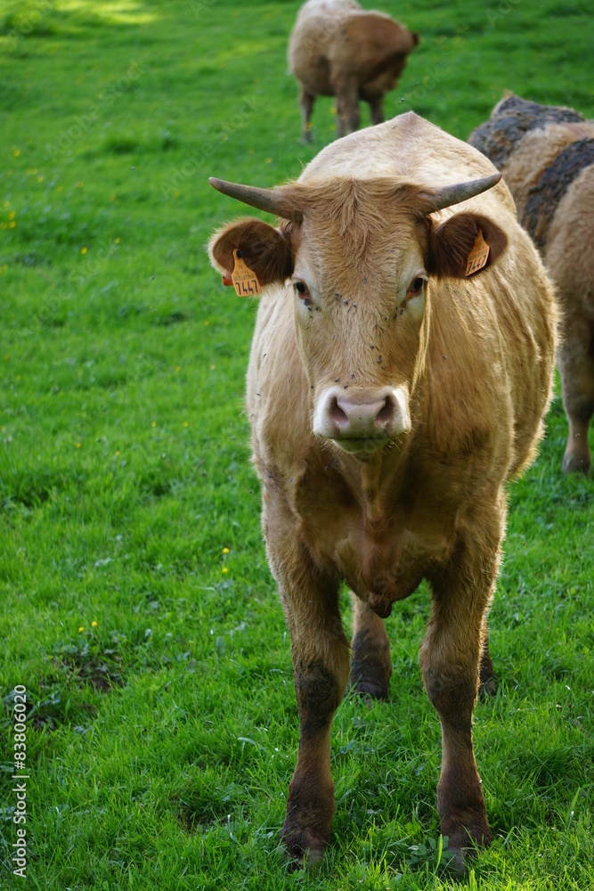 Vache Vache