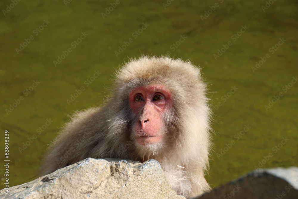 Naklejka premium 温泉から顔を出すニホンザル - Wild Japanese macaque