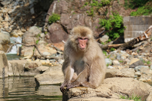ニホンザル - Wild Japanese macaque © AKI's Palette