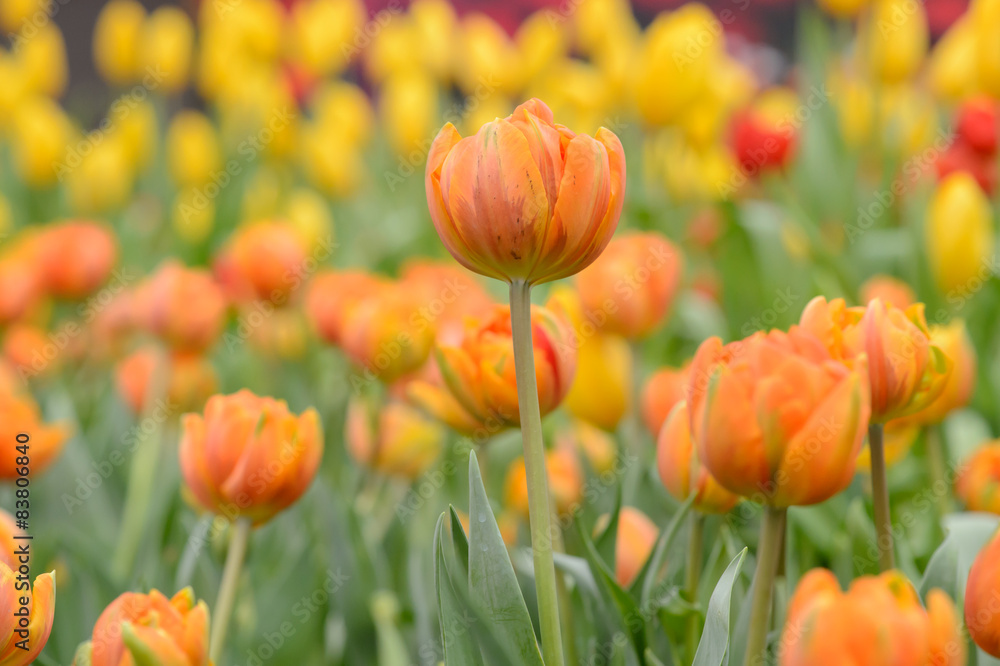 Beautiful bouquet of tulips, tulips in spring,colourful tulips. Beautiful bouquet of tulips, tulips in spring,colourful tulips.