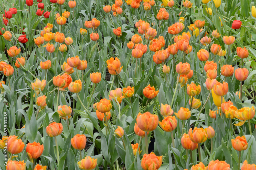 Beautiful bouquet of tulips, tulips in spring,colourful tulips. Beautiful bouquet of tulips, tulips in spring,colourful tulips.