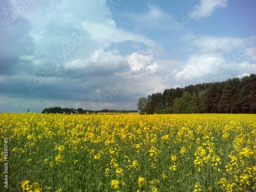 Жёлтое рапсовое поле пейзаж © troshina