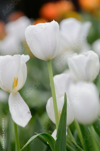 Beautiful bouquet of tulips, tulips in spring,colourful tulips.