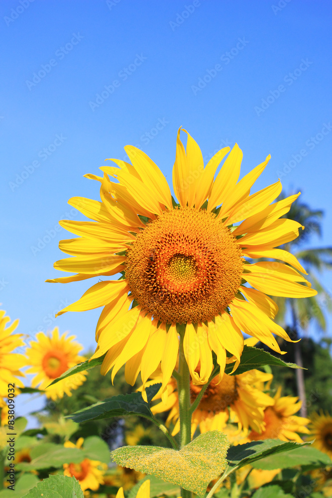 Sunflower field