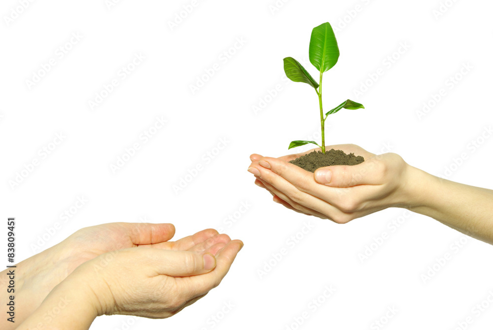  plant in hands