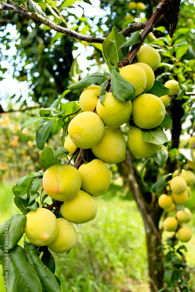 Ripening peaches on tree in fruit orchard