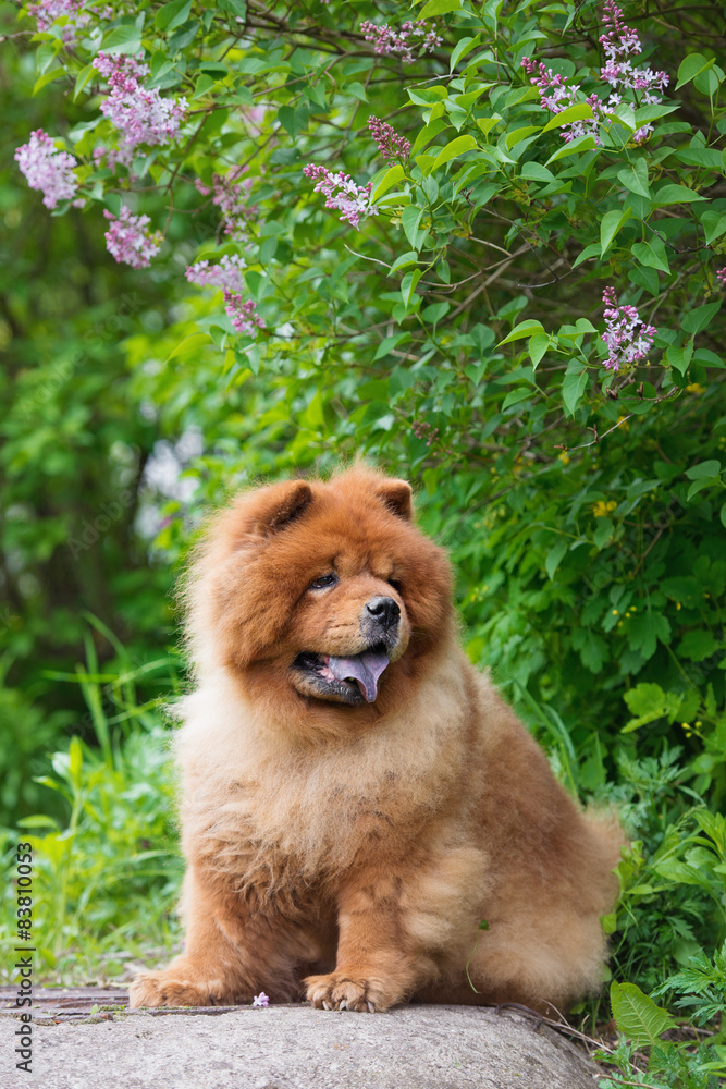 chow chow breed dog outdoors