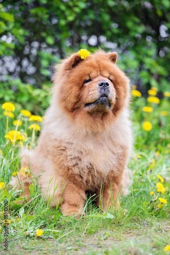 chow chow breed dog outdoors