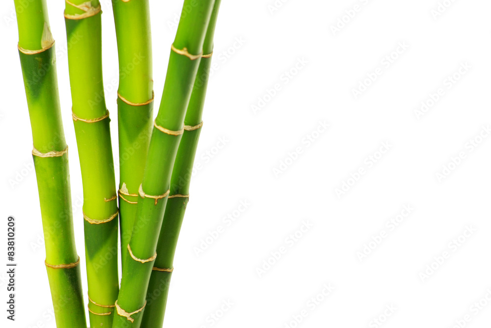 Obraz premium bamboo