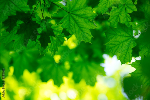 green leaves