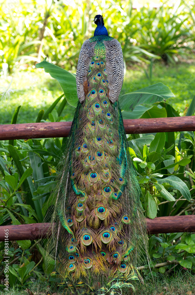 Naklejka premium Peacock