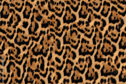 Jaguar  leopard and ocelot skin texture 2  