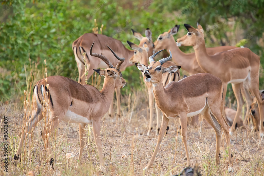 Two male impala fight in for the herd with best territory Two male impala fight in for the herd with best territory